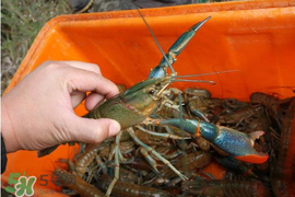 5月份適合養(yǎng)小龍蝦嗎？幾月份適合養(yǎng)龍蝦？