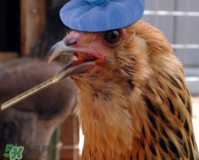 五月份還有禽流感嗎？禽流感幾月份結(jié)束？