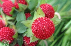 蛇莓有毒嗎？蛇莓有沒(méi)有毒