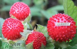 蛇莓可以吃嗎？蛇莓可以直接吃嗎