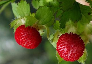 蛇莓是野草莓嗎？蛇莓和野草莓的區(qū)別