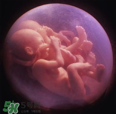 胎兒在媽媽肚子里都會(huì)干啥？胎兒的神奇世界