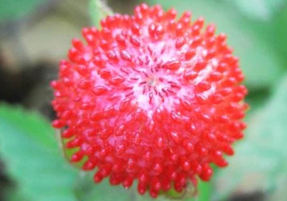 蛇莓有毒嗎？蛇莓有沒有毒