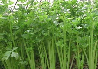 五月份可以種芹菜嗎？芹菜適合什么時(shí)候播種？