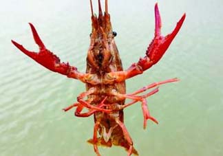 什么時候釣龍蝦最好？龍蝦幾月份能釣？