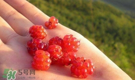 山莓是什么？山莓是水果嗎？