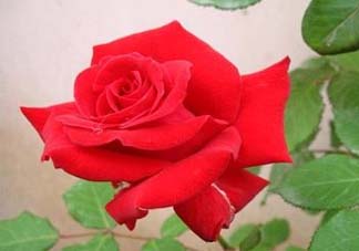 五月份可以扦插月季嗎？5月份適合插月季嗎？