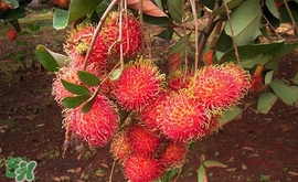 紅毛丹什么時候上市？紅毛丹什么季節(jié)有？