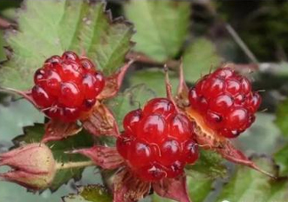 山莓有毒嗎？山莓和蛇莓的區(qū)別