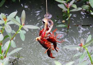 五月份能釣龍蝦嗎？5月份可以釣龍蝦嗎？