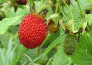 空心泡多少錢一斤2017？空心泡孕婦能吃嗎