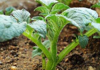 五月份可以種土豆嗎？5月份能種土豆嗎？