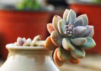 五月份適合種多肉嗎？什么季節(jié)適合種多肉？