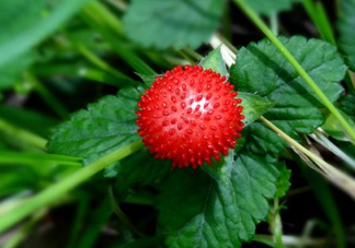 蛇莓是蛇吃的嗎？蛇莓為什么叫蛇莓？