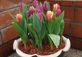 五月份種什么花？5月份適合種什么花？