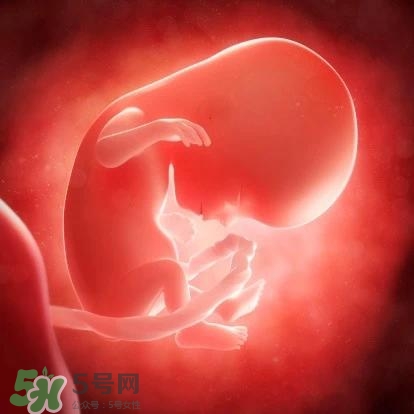 胎兒在媽媽肚子里都會(huì)干啥？胎兒的神奇世界