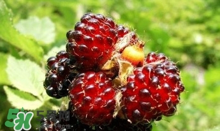 野草莓是覆盆子嗎？覆盆子是否叫蔓越莓