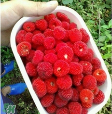 空心泡能吃嗎？空心泡與樹莓的差別