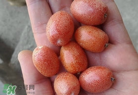 羊奶果可以連皮吃嗎？羊奶果的皮可以吃嗎