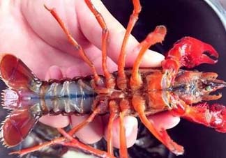 野生小龍蝦什么時候有？野生小龍蝦幾月份有？