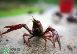 小龍蝦什么時候最好釣？什么時候可以釣小龍蝦？