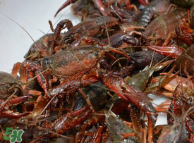 小龍蝦什么時候最好釣？什么時候可以釣小龍蝦？