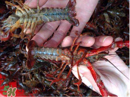 野生小龍蝦能吃嗎？野生小龍蝦吃了會中毒嗎？