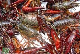 野生小龍蝦怎么抓？野生龍蝦怎么捕捉？