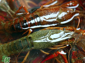 野生小龍蝦怎么抓？野生龍蝦怎么捕捉？