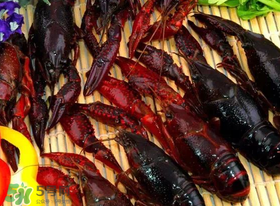 野生小龍蝦怎么抓？野生龍蝦怎么捕捉？