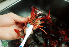 野生小龍蝦什么時(shí)候有？野生小龍蝦幾月份有？