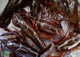 野生小龍蝦什么時(shí)候有？野生小龍蝦幾月份有？