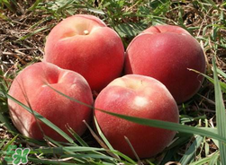 桃子不能和什么一起吃？桃子和什么不能一起吃？