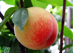 桃子一天可以吃幾個？桃子一天最多吃幾個？