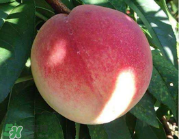 桃子一天可以吃幾個？桃子一天最多吃幾個？