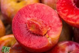 三華李吃多了會(huì)怎樣？吃多了三華李會(huì)不好嗎