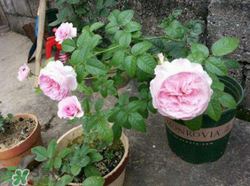 五月份可以種月季嗎？月季五月怎么養(yǎng)？