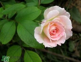 五月份可以種月季嗎？月季五月怎么養(yǎng)？