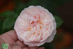 五月份可以種月季嗎？月季五月怎么養(yǎng)？