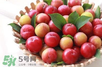 三華李種植幾年可掛果？三華李什么時候種植