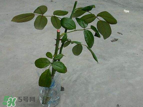 月季5月能插活嗎？月季花五月能插活嗎？
