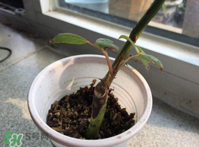 月季5月能插活嗎？月季花五月能插活嗎？