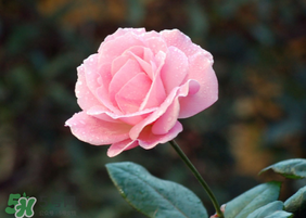 月季花5月扦插當(dāng)年會開花嗎？月季花的花期