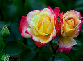 月季花5月扦插當(dāng)年會開花嗎？月季花的花期