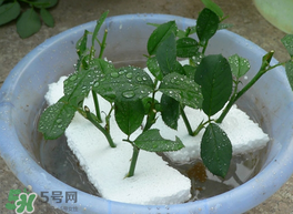 月季花什么時(shí)候插最好活？月季花怎么扦插成活率高？