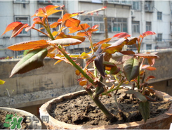 月季花什么時(shí)候插最好活？月季花怎么扦插成活率高？