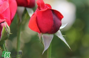 月季從有花苞到開花需要多久？月季花苞到開花要多久？