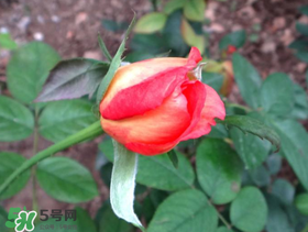 月季從有花苞到開花需要多久？月季花苞到開花要多久？