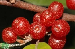 羊奶子有什么藥用價(jià)值？羊奶子有什么功效