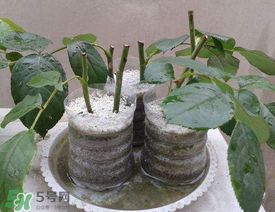 扦插的月季多久會開花？扦插月季多久可開花？